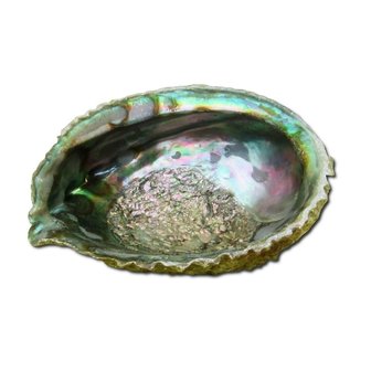 Abalone schelp Haliotis Midea voor smudging